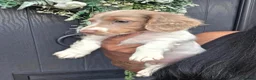 Miniature Dachshund dogs for sale: Isabella and Tan Piebald Long Hair Female - Advert 5