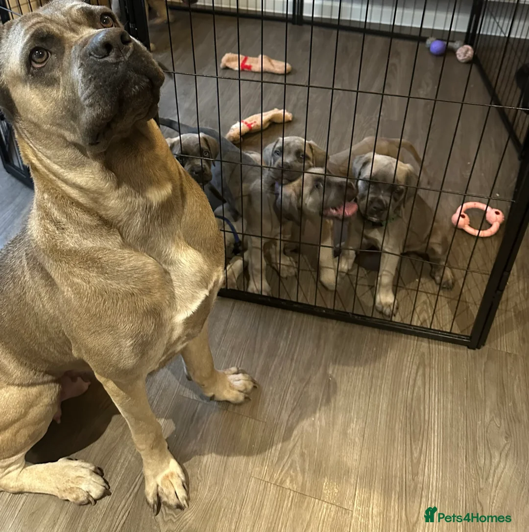 Cane Corso dogs for sale: ICCF registered, health tested, formentino pups 🏆 - Advert 1
