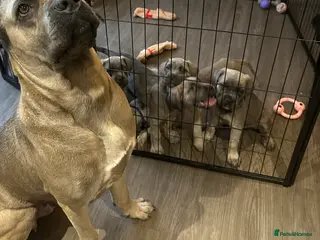 Cane Corso dogs 🏆 Proven Cane Corso Litter Due 01/08/26 🏆 - Advert 17