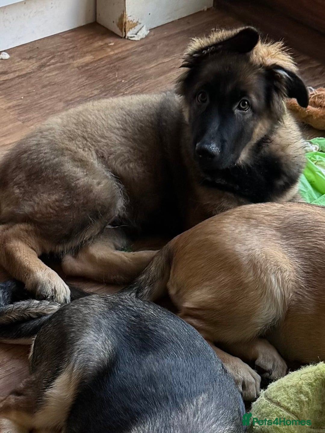 Mixed Breed dogs for sale: Beautiful Inca & handsome Nanuq PUPDATE x5 - Advert 34