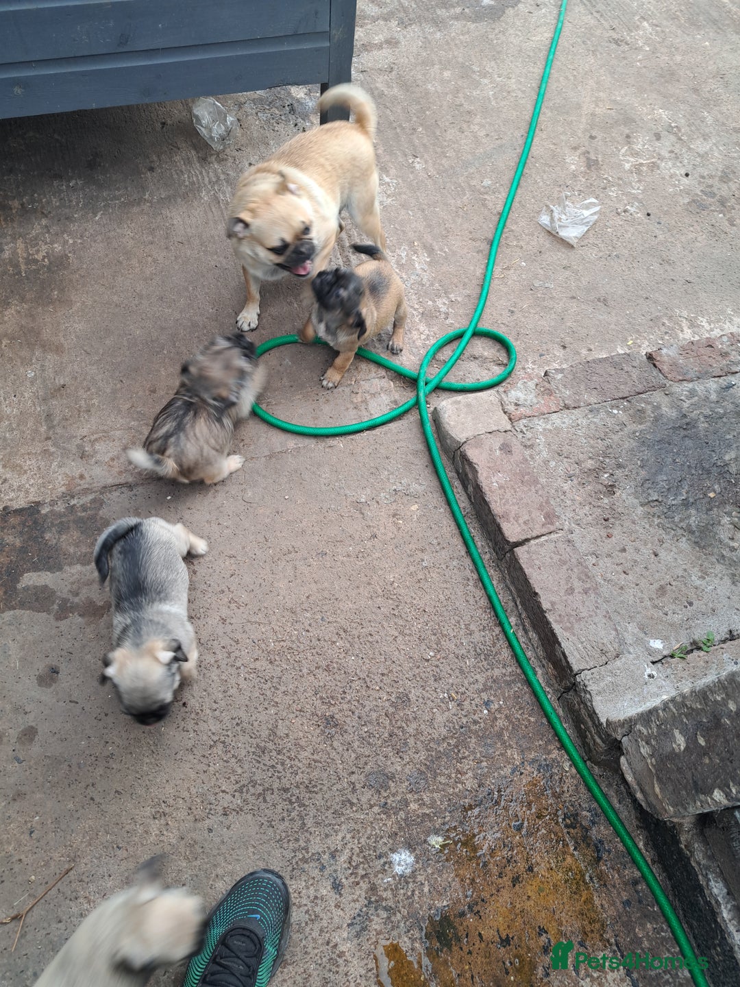 Mixed Breed dogs for sale: Beautiful litter of pug cross shih-tzu  ♥️ - Advert 4