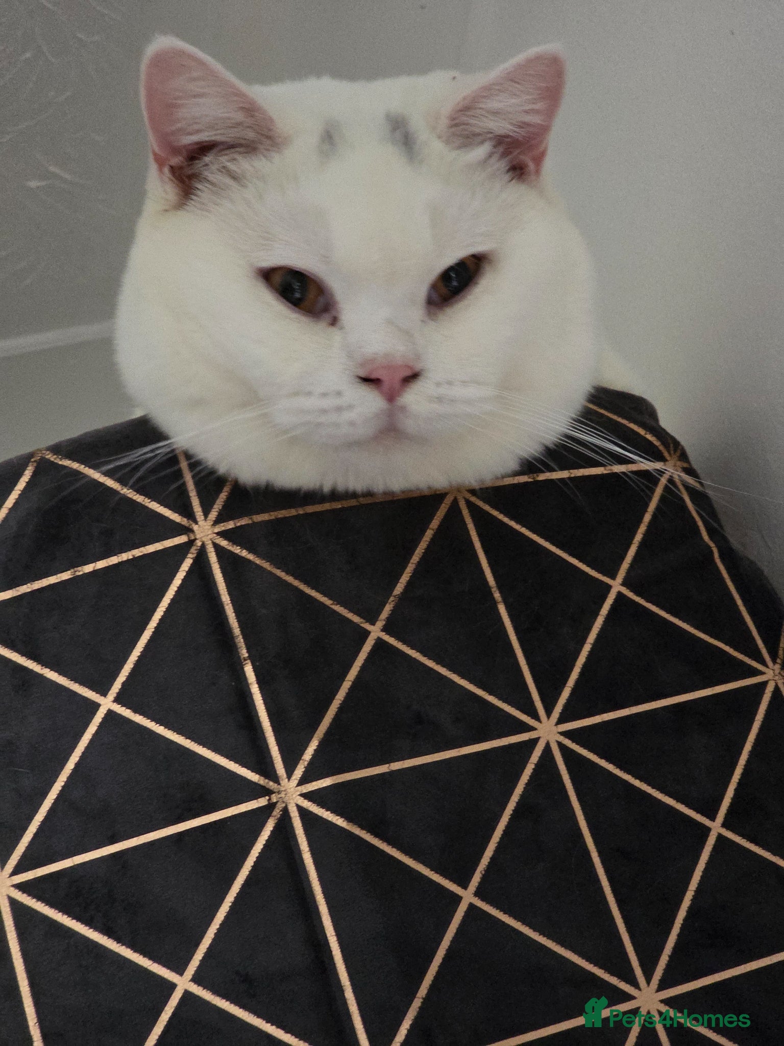 British Shorthair cats BSH White Boy GCCF registered – proven stud   - Advert 11