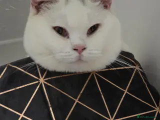 British Shorthair cats BSH White Boy GCCF registered – proven stud - Advert 11