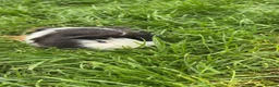 Guinea Pig rodents for sale: 2 guinea pigs  in Widnes - Advert 3