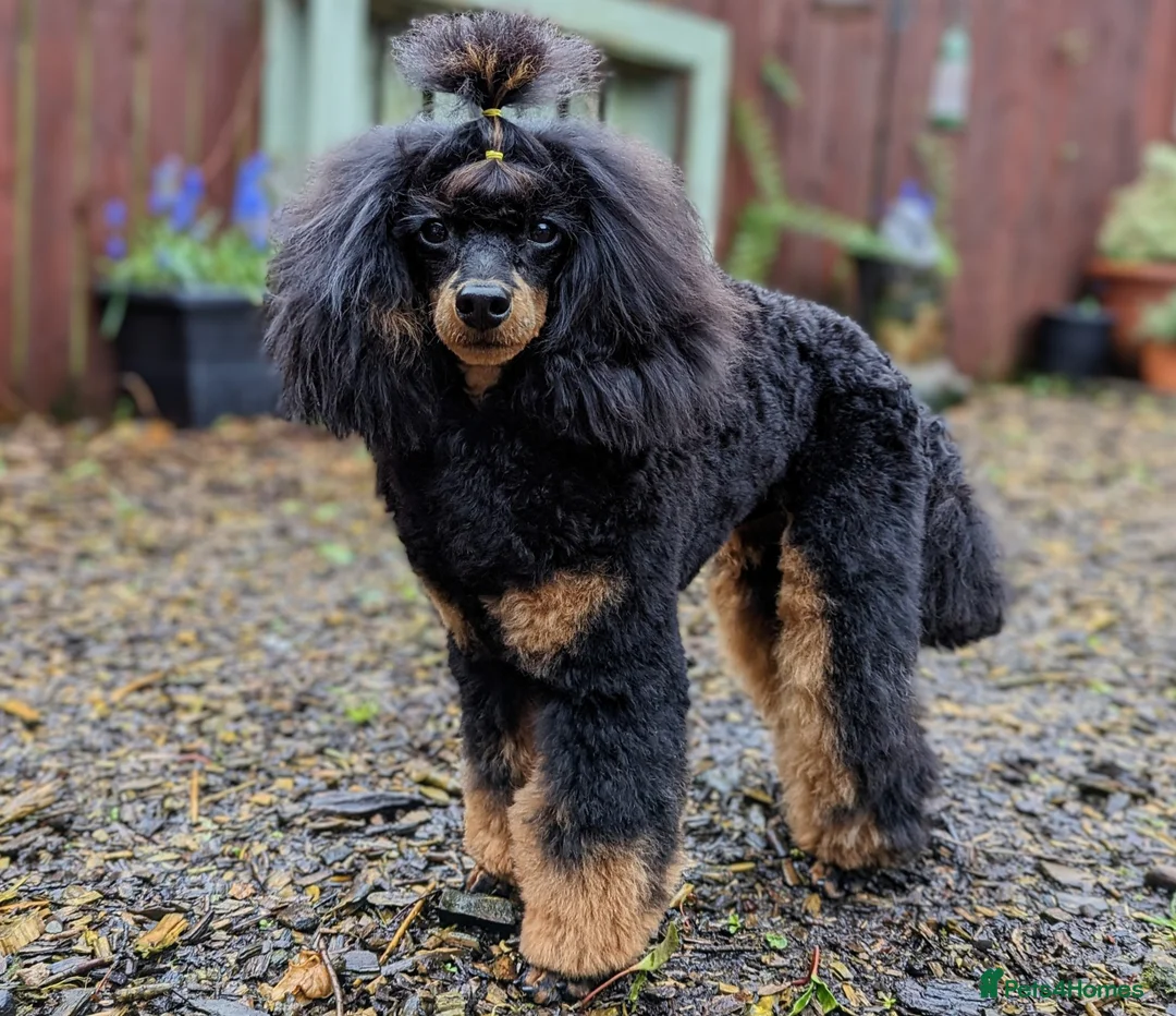 Poodle dogs for stud: KC registered/health tested Poodle studs in Bolton - Advert 6