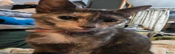 Mixed Breed cats for sale: Kittens - Advert 1