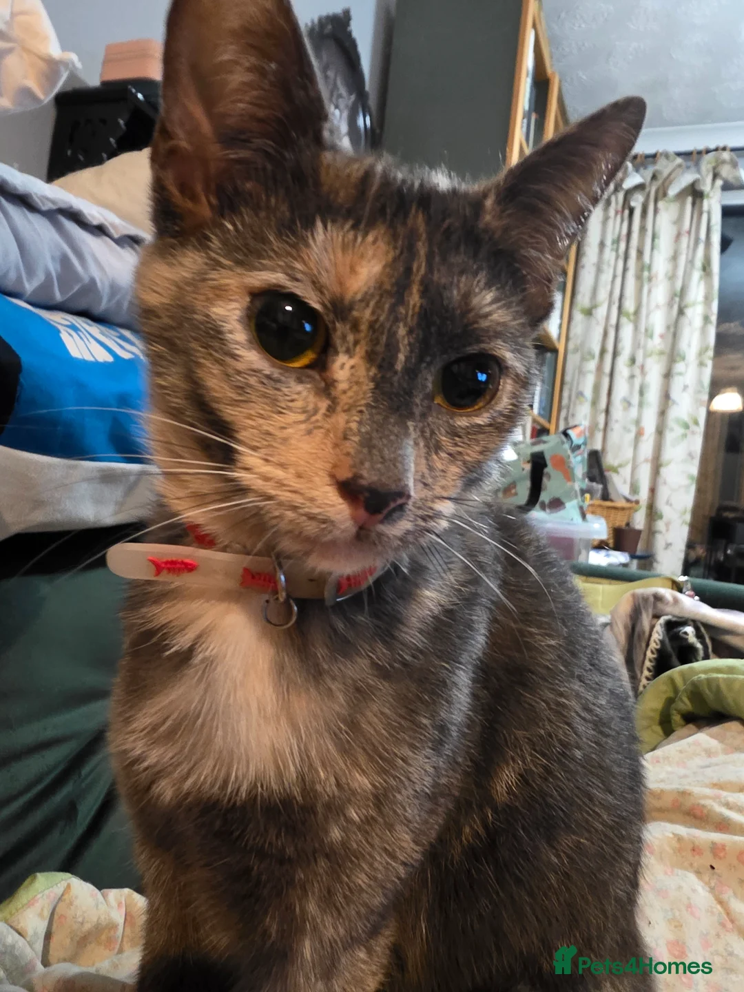 Mixed Breed cats for sale: Kittens - Advert 1