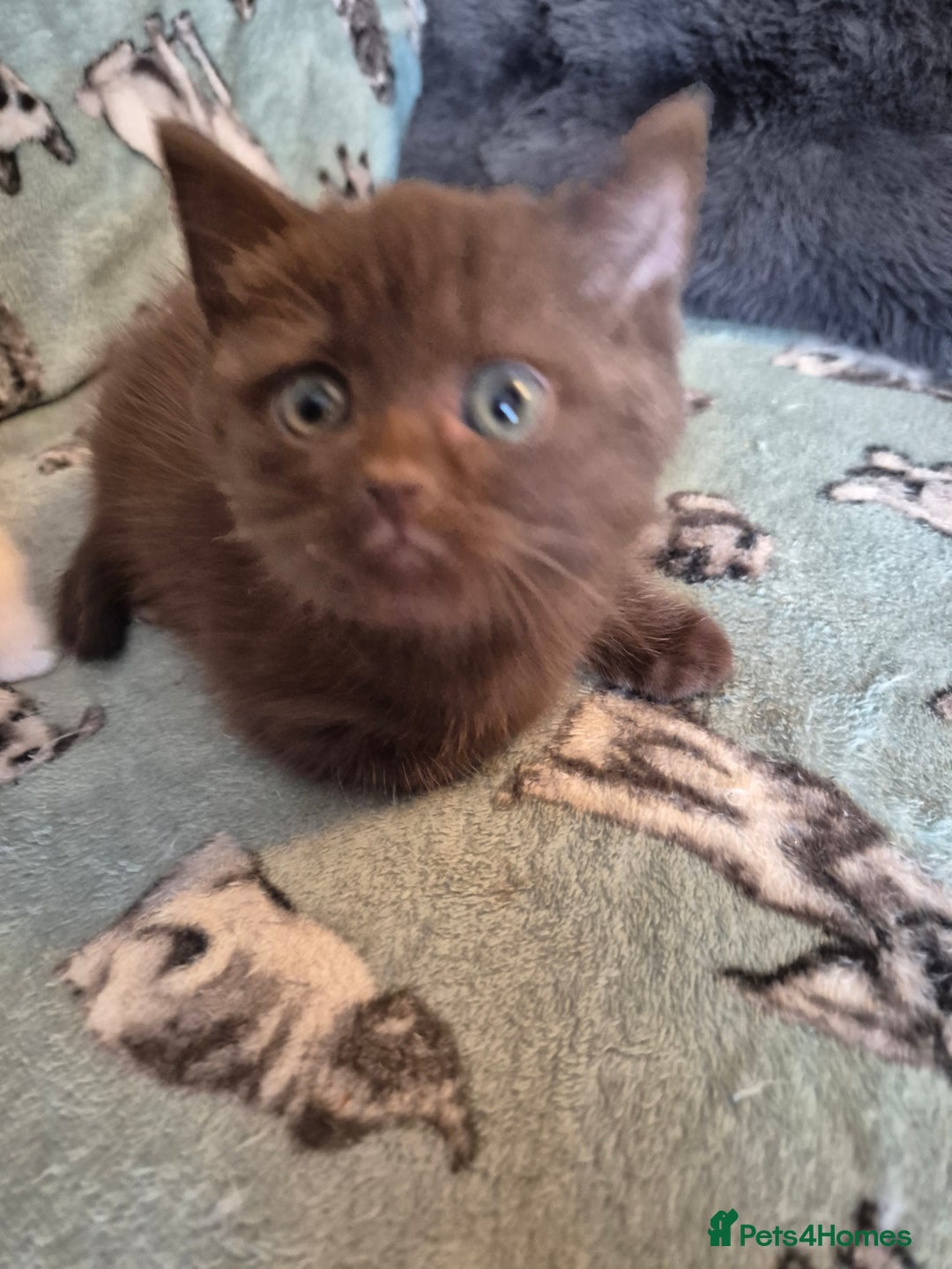 Selkirk Rex cats for sale: Pedigree selkirk rex girls non curly - Advert 6