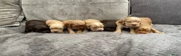 Cocker Spaniel dogs for sale: stunning show cocker/ working cocker - Advert 24