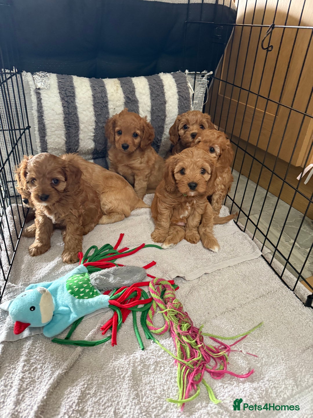 Cavapoo dogs for sale: 6 Beautiful Toy Cavapoo Girls  - Image 34