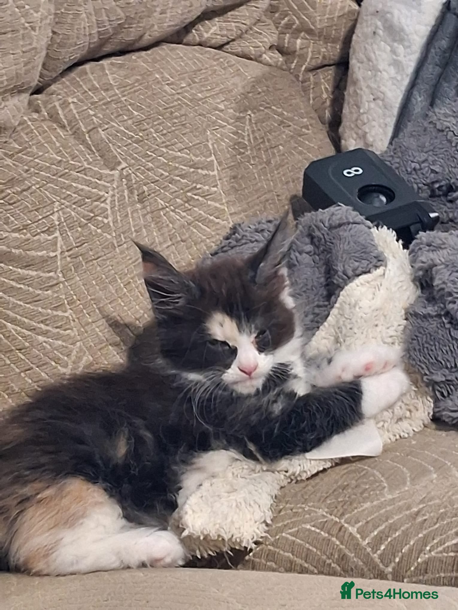 Maine Coon cats Tabby smoke main coon kittens - Advert 2