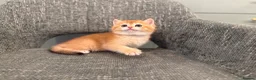 British Shorthair cats for sale: Super cute British shorthair kitten - Advert 3