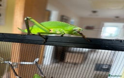 Mixed Breed invertebrates for sale: Giant Hooded katydid sub adult pair - Image 2