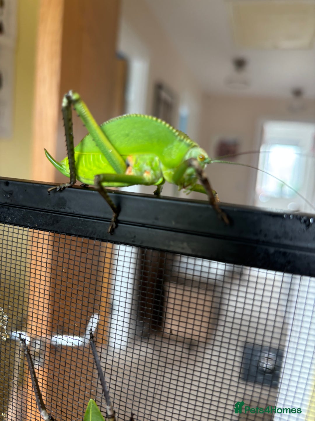 Mixed Breed invertebrates for sale: Giant Hooded katydid sub adult pair - Image 2