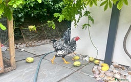 Chickens poultry for sale: Silver Laced Wyan Dotte - Image 3