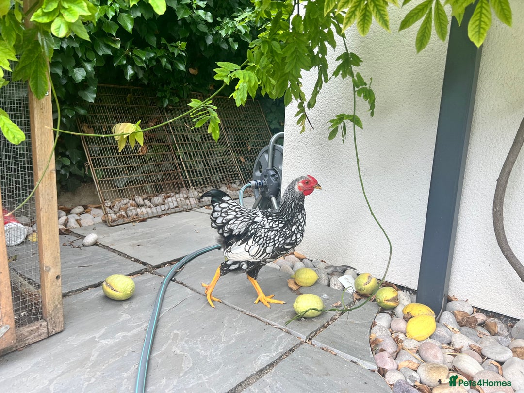 Chickens poultry for sale: Silver Laced Wyan Dotte - Image 3