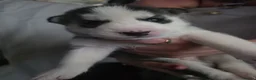 Siberian Husky dogs for sale: 9 siberian husky puppies in Manchester - Advert 6