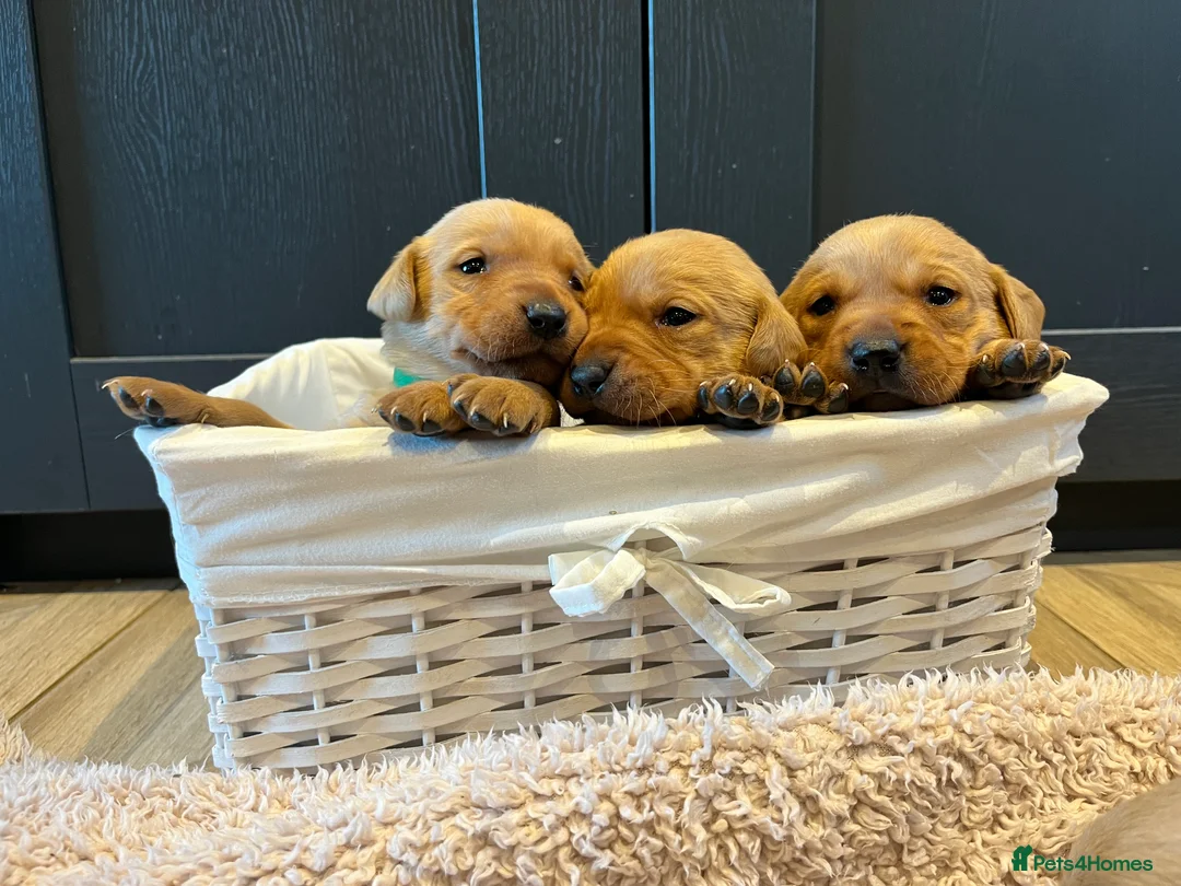 Labrador Retriever dogs for sale:  Fox red Labrador pups for sale, KC registered - Advert 16