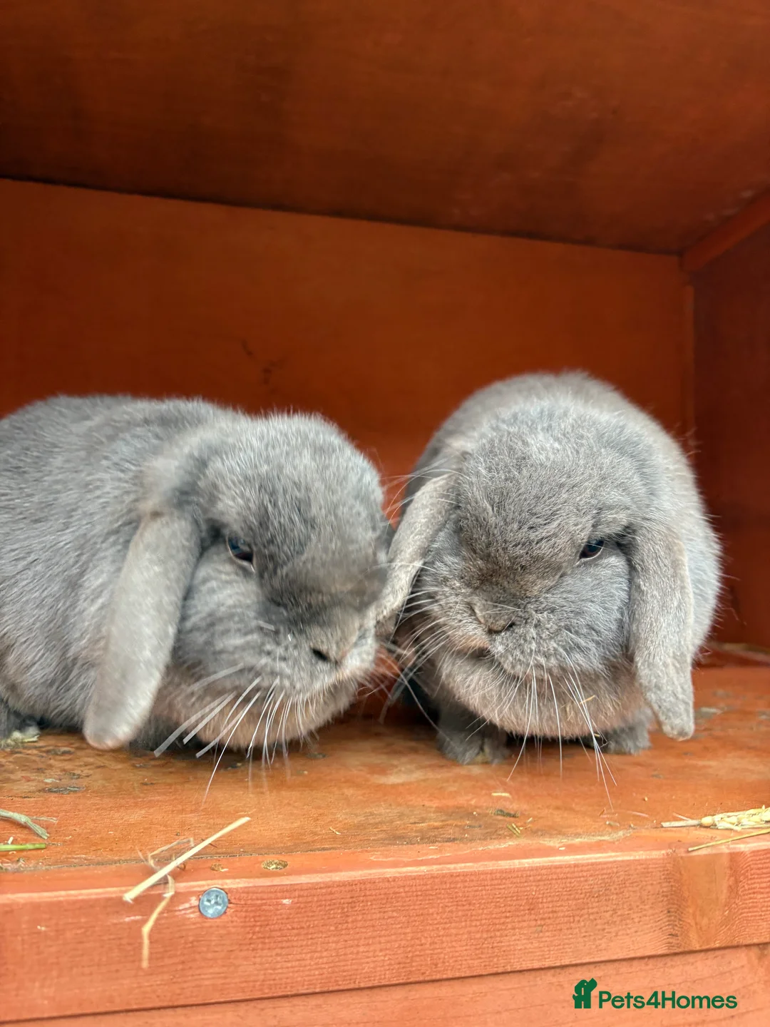 Mixed Breed rabbits for sale: Bunnies available for adoption  - Advert 1