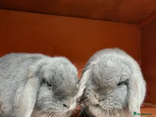 Mixed Breed rabbits Bunnies available for adoption - Advert 11
