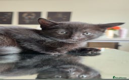 Mixed Breed cats for sale: 6 kittens for sale  - Image 4