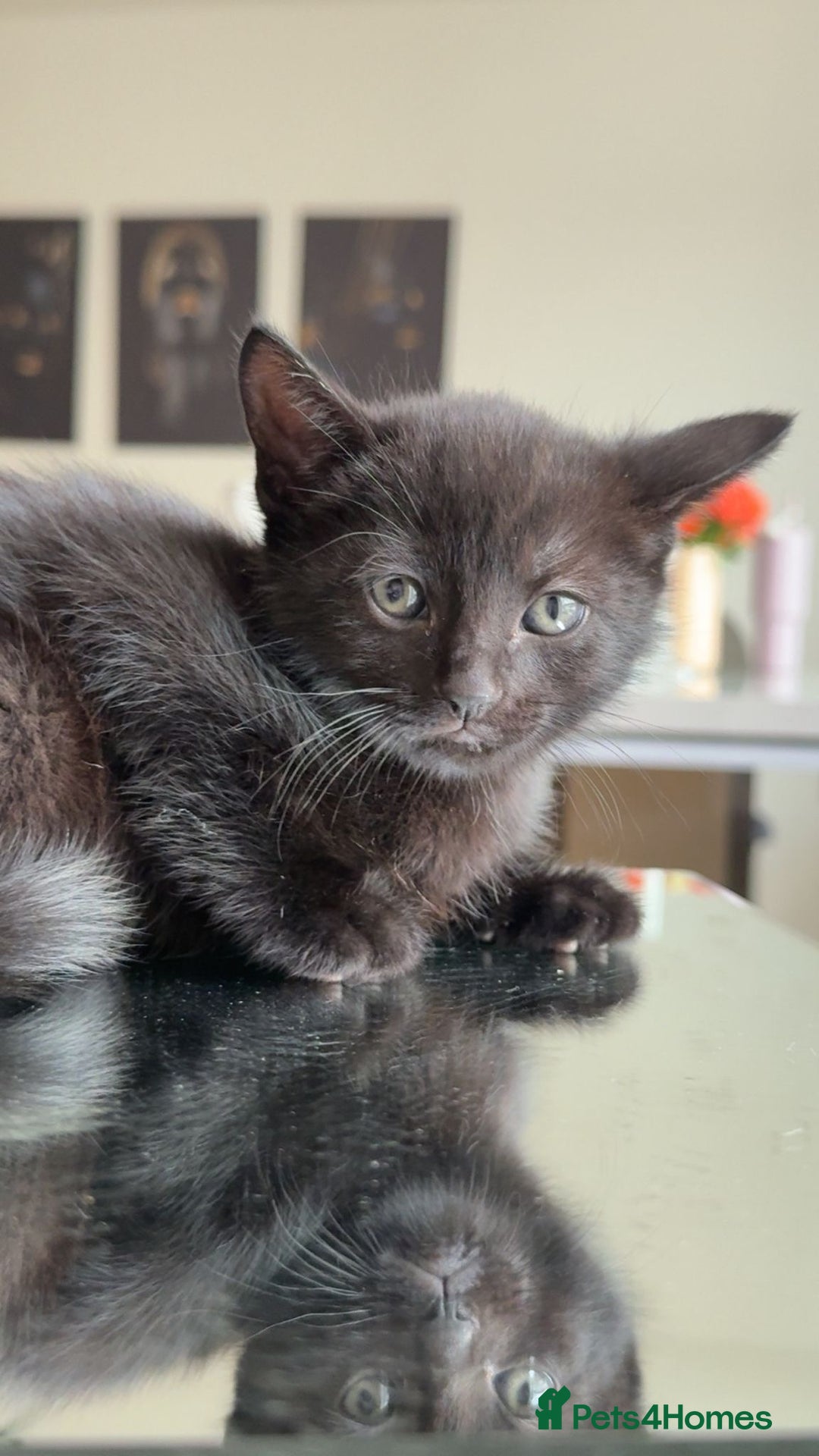 Mixed Breed cats for sale: 6 kittens for sale  - Image 4