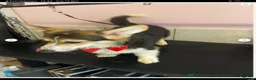 Welsh Corgi Pembroke dogs for sale: Beautiful Pembroke boy for sale  - Advert 5
