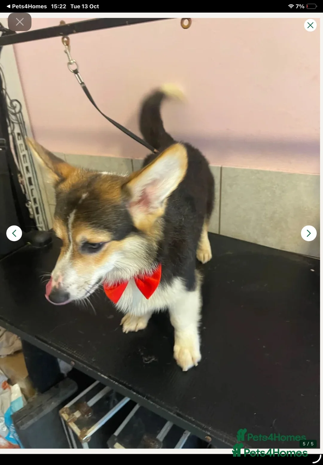Welsh Corgi Pembroke dogs for sale: Beautiful Pembroke boy for sale  - Advert 5