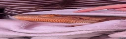 Bearded Dragon reptiles for sale: Bearded dragon with set up in Wotton-under-Edge - Advert 5