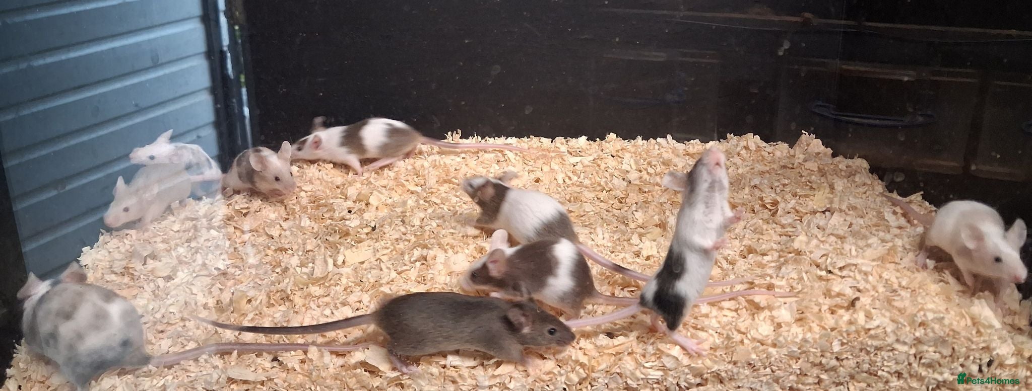 Mouse rodents for sale: Baby Fancy and Hairless Mice Females - Advert 4