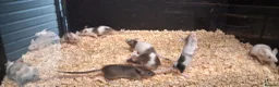 Mouse rodents for sale: Baby Fancy and Hairless Mice Females - Advert 7