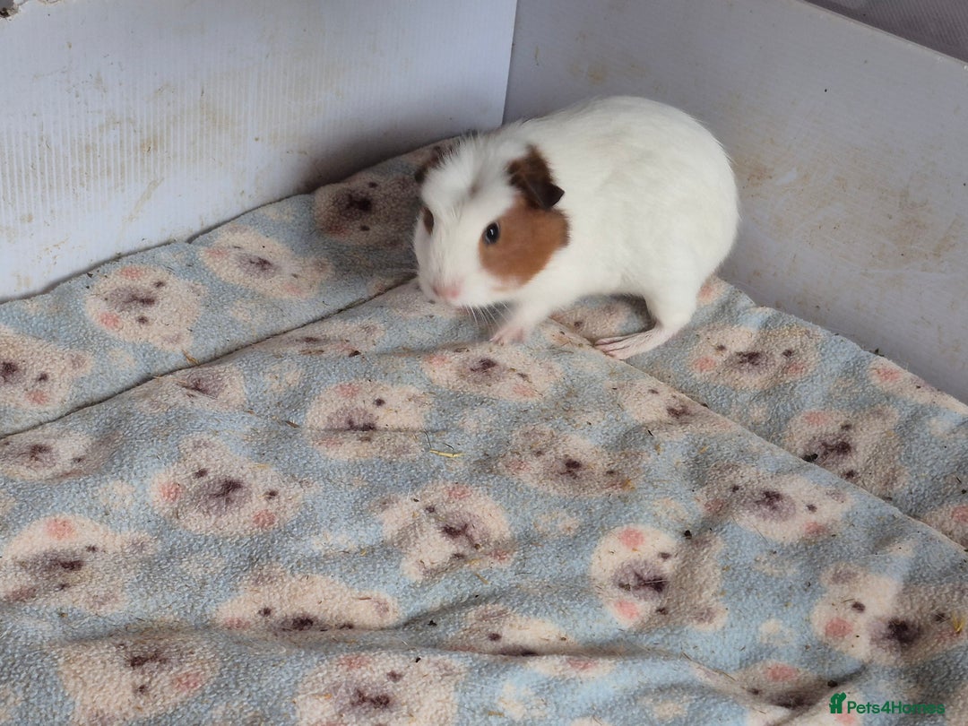 Guinea Pig rodents for sale: 2 handsome boys looking for forever home - Image 5