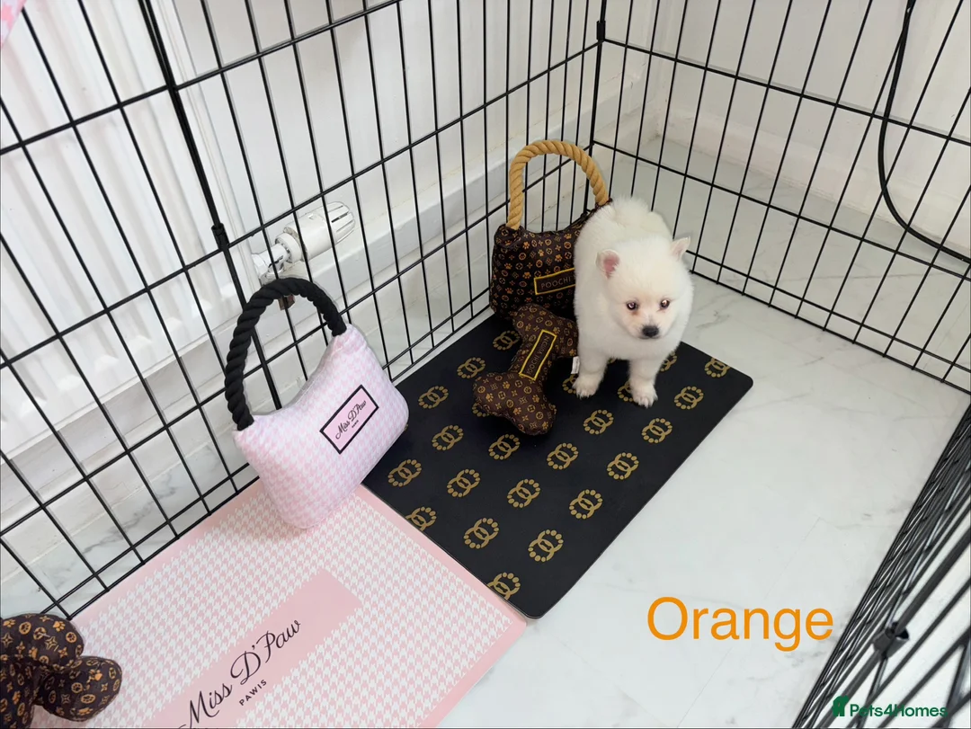 Japanese Spitz dogs for sale: Beautiful Japanese spitz puppy’s  - Advert 12