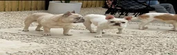 French Bulldog dogs for sale: French bull dog pups in Shotts - Advert 4