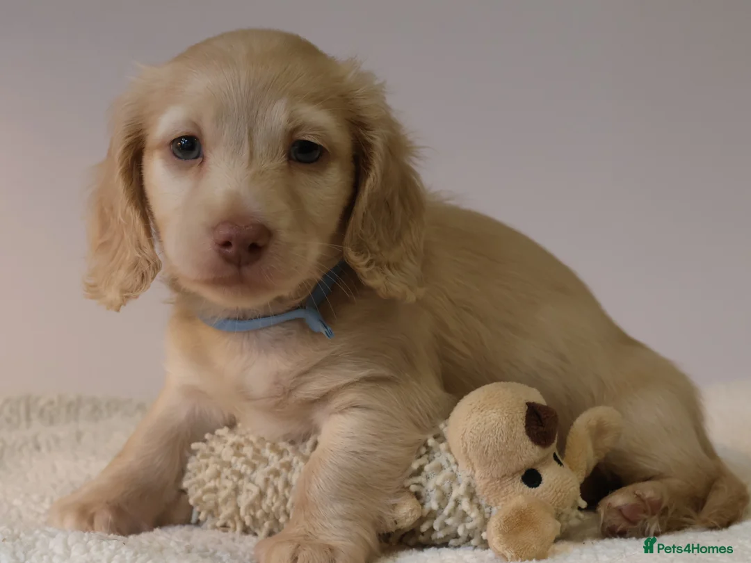 Miniature Dachshund dogs for sale: 5*Licensed+CREAMLONGHAIR+KCreg+PRACLEAR+Vetchecked - Advert 2