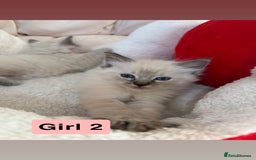 Ragdoll cats for sale: Stunning litter of ragdoll kittens  - Advert 15