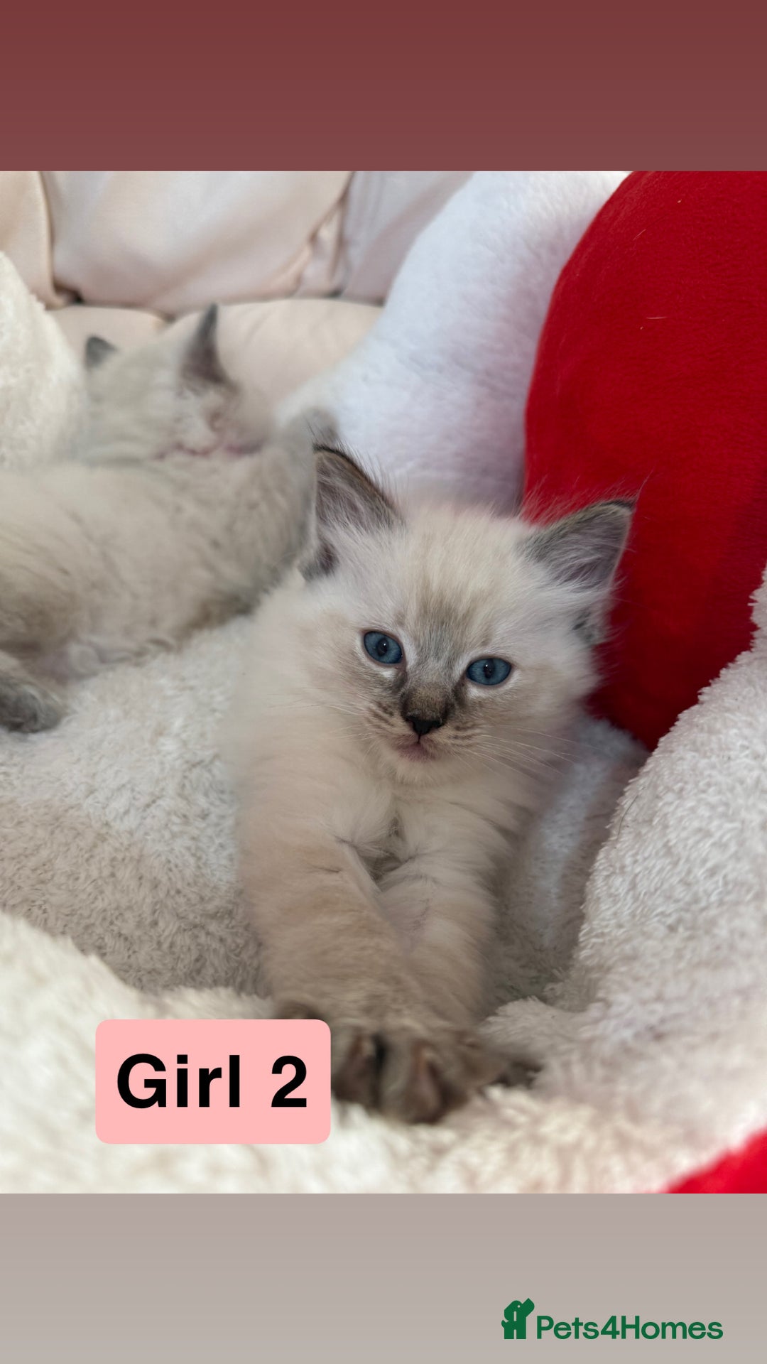 Ragdoll cats for sale: Stunning litter of ragdoll kittens  - Advert 15