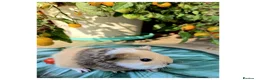 Guinea Pig rodents for sale: Baby Guinea Pigs for Sale! in Castleford - Advert 7