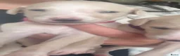 Whippet dogs for sale: Beautiful Whippet pups for sale  - Advert 2