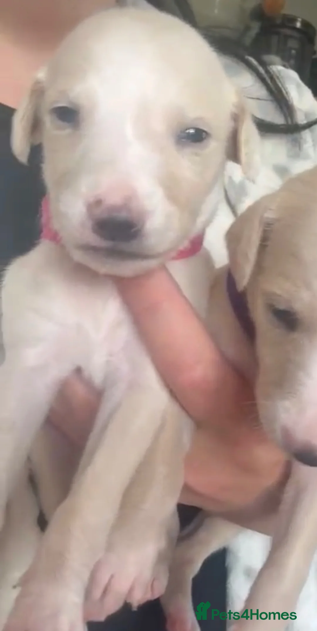 Whippet dogs for sale: Beautiful Whippet pups for sale  - Advert 2