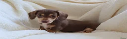 Miniature Dachshund dogs for sale: Miniature Dachshund  - Advert 4