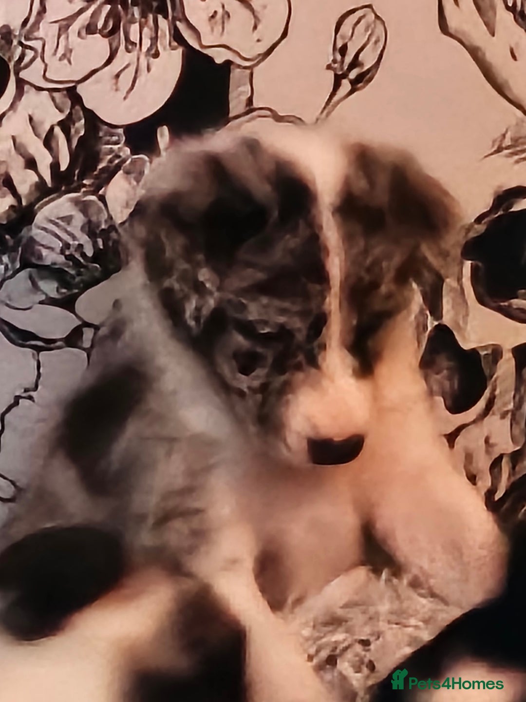 Border Collie dogs for sale: Unique blue eyed blue merle border collie puppies - Image 14