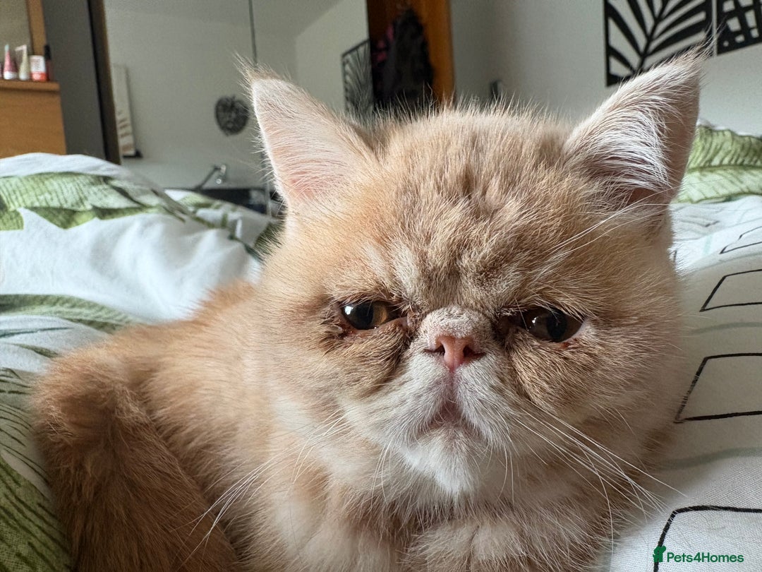 Exotic cats for sale: Last one Gorgeous Exotic boy ready now  - Image 2