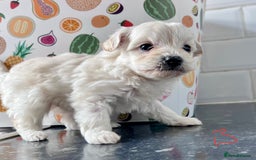 Poochon dogs for sale: Bichon and poodle mini  - Advert 4