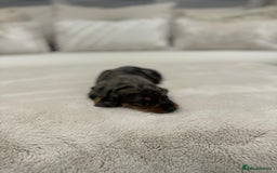 Dachshund dogs for sale: dachshund pups dapple and black & tan - Advert 15