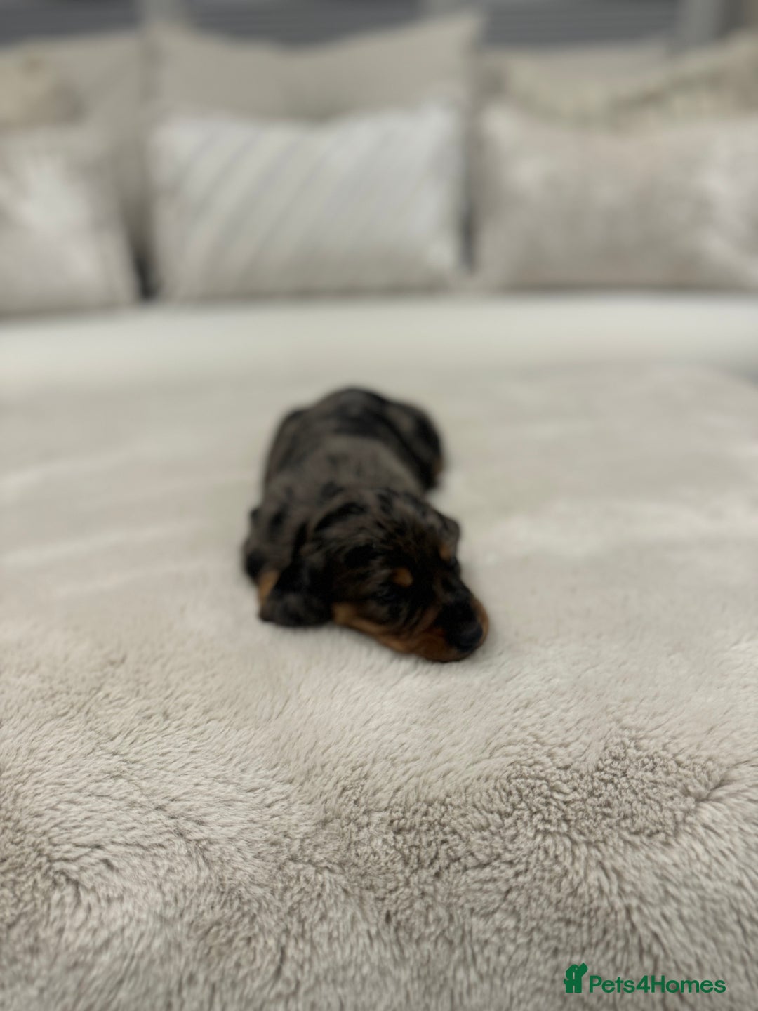 Dachshund dogs for sale: dachshund pups dapple and black & tan - Advert 15
