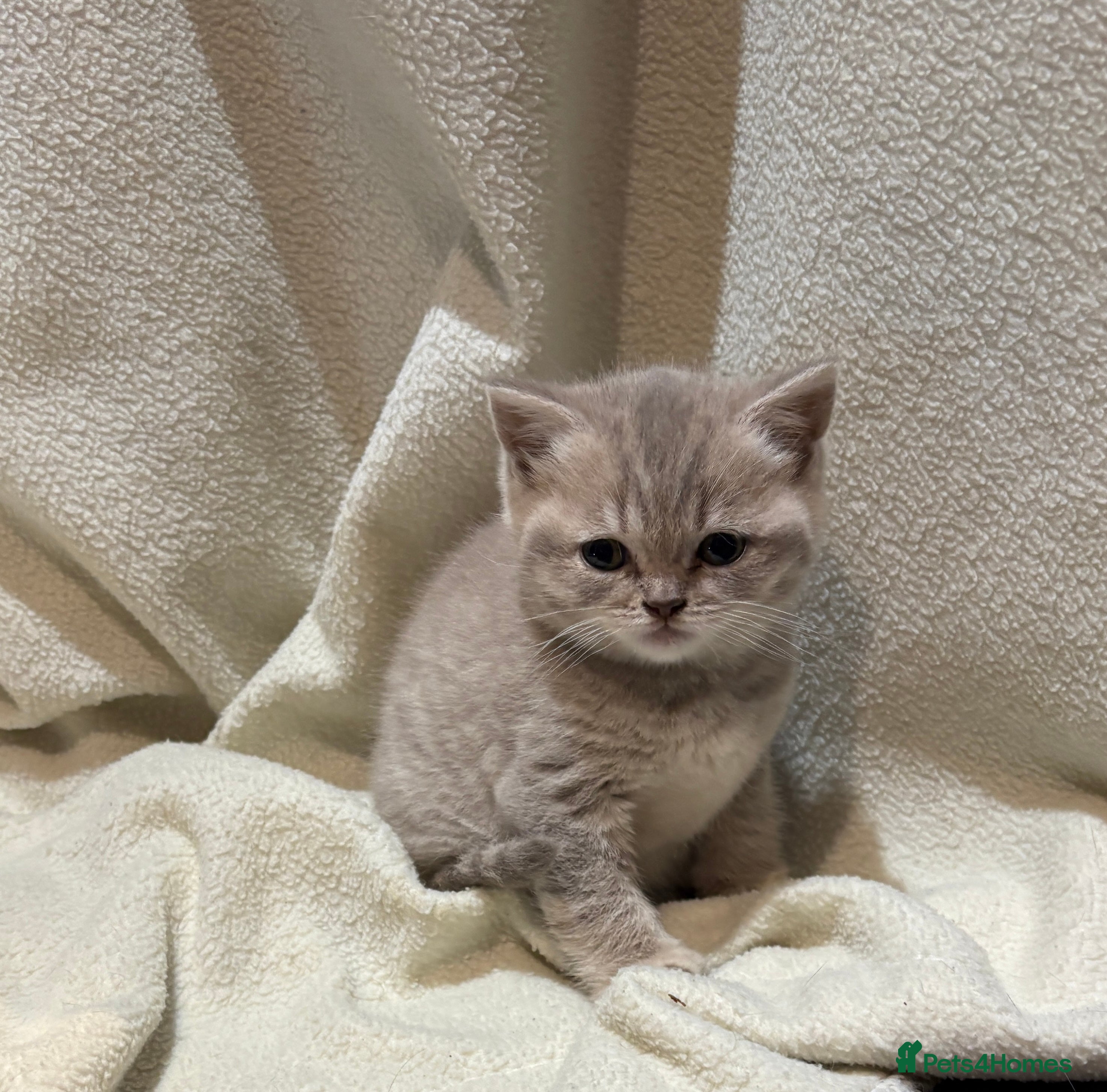 British Shorthair cats Beautiful British shorthair female  - Advert 12