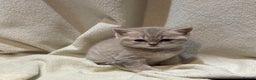 British Shorthair cats for sale: Beautiful British shorthair female  - Advert 1