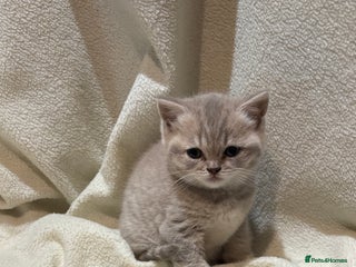 British Shorthair cats Beautiful British shorthair female - Advert 3