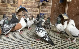Pigeons birds for sale: Pakistani and afghani pigeons for sale  - Image 6
